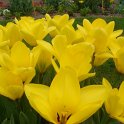 Tulipa fosteriana 'Candela' PB tri
